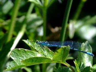 Dragonfly Photos Desktop Background Wallpaper