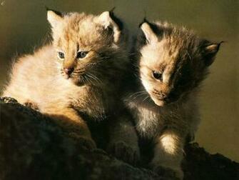Wallpaper Dekstop U Cute Animal
