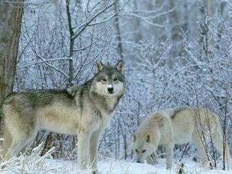 Wolf Wallpaper Desktop HD In Animals Imageci