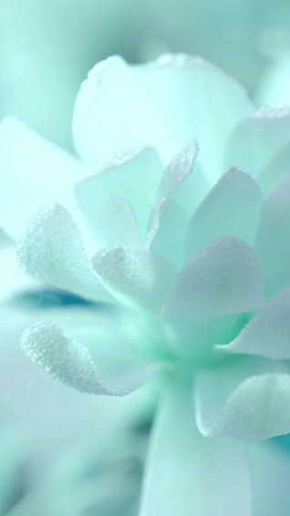 Mint Green Wallpaper Background For iPhone