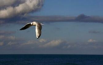 Wallpaper Birds Sea Sky Clouds Flying HD Background