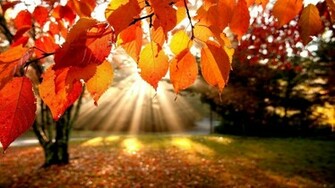 Autumn Leaves
