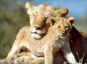Pagan Philosopher Cute Baby Animals Wallpaper Mammals Background