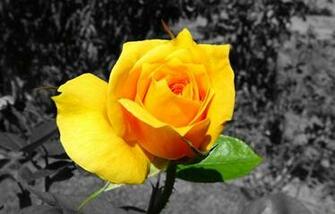 Blue Rose Wallpaper Yellow