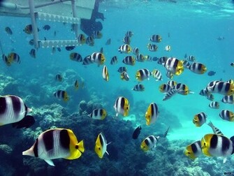 Underwater Wallpaper High Quality Definition