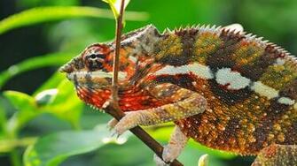 Colorful Chameleon Wallpaper HD