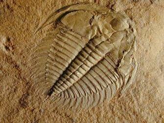 Trilobites Pictures Image