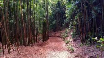 A Day In The Heart Of Manoa Valley Hawaii Aloha Travel