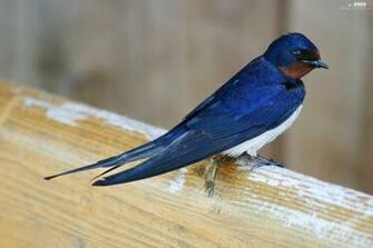 Swallow Birds Wallpaper