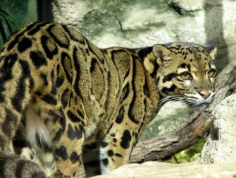 Clouded Leopard Wallpaper HD