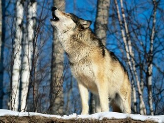 Wolves Wallpaper5 Wolf Desktop Wallpaper
