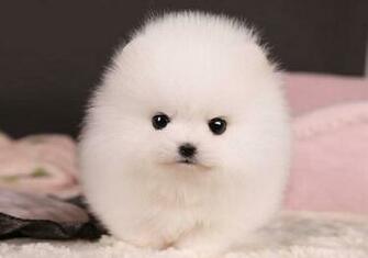 Teacup Pomeranian Puppy Trixie Wallpaper HD