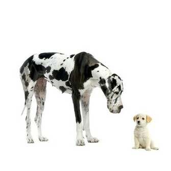 Great Dane Dogs And Puppies Wallpaper