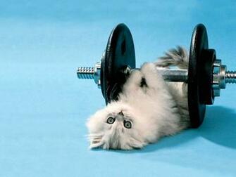Funny Wallpaper For Pictures