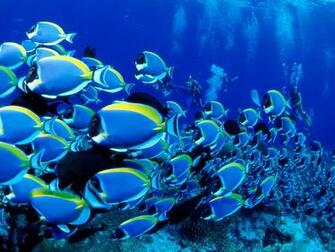Best Wallpaper Underwater HD