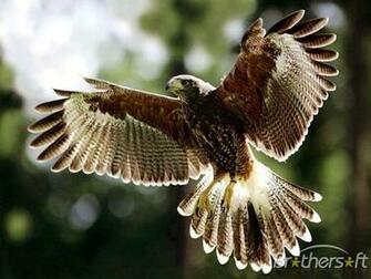Bird Wallpaper Screensavers