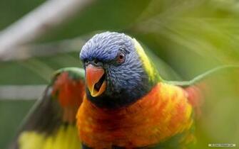 Wallpaper Animal Microsoft Exquisite Pictures