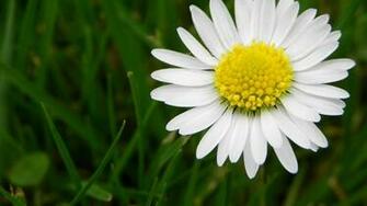 Daisy HD Wallpaper