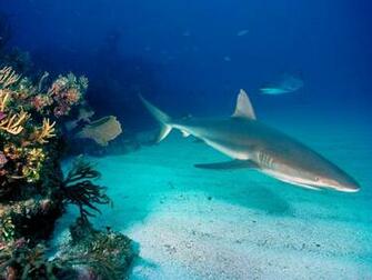 Underwater Wallpaper