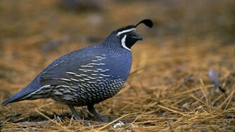 Quail Bird Wallpaper Live HD Hq Pictures Image Photos