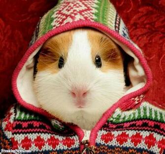 Funny Guinea Pictures Freaking News