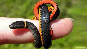 Snake Image