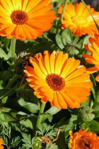 Yellow Daisy Flower iPhone HD Wallpaper