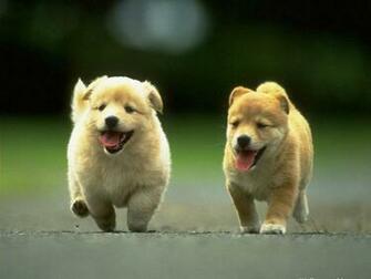 Dog Wallpaper And Screensavers The Best