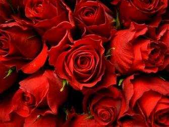 Red Roses Picture Wallpaper High Definition Quality