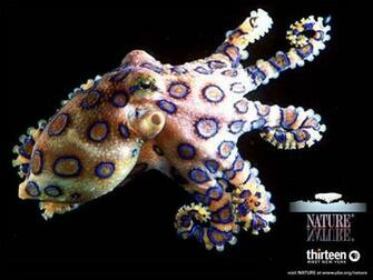 Blue Ringed Octopus Drawing HD Walls Find Wallpaper