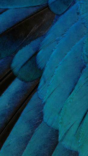 Ios9 Wallpaper Fantasy Feather Pattern Art iPhone 5s