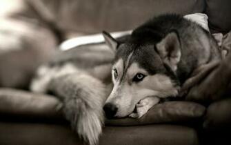 Dog Black And White Wallpaper High Definition Quality