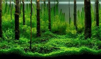 Underwater Skov HD Tapet