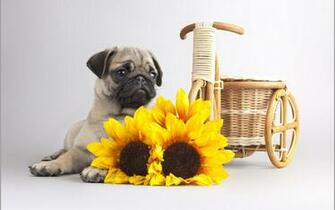 Coders Explore The Collection Dogs Animal Pug
