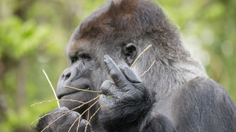 Gorilla 4k HD Wallpaper