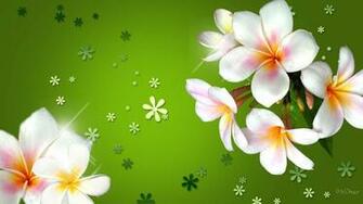 Plumeria Three Colored Flowers With Bright Green