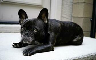 French Bulldog Art Wallpaper Animal