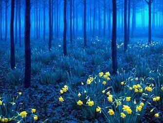Black Forest Germany Photo Sharing World