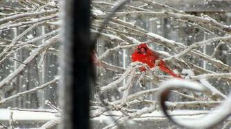 Cardinal Bird In Snow Image