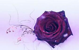 Beautiful Rose Flower Wallpaper Background Desktop