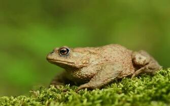 Toad Computer Wallpaper Desktop Background