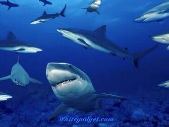 111494d1340875081 Water Fish Wallpaper Image Jpg