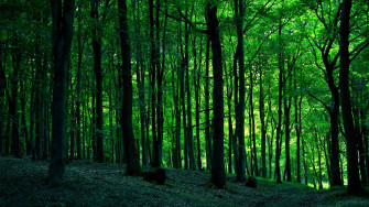 Forest Wallpaper