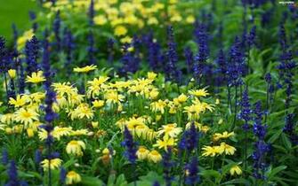 Flowers Camomiles Meadow Full HD Wallpaper