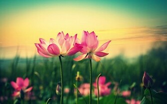 Lotus Flower In Blooming At Sunset Wallpaper