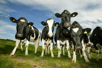 Dairy Farming Holstein Friesian Cow Pictures