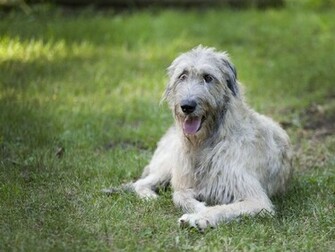 Irish Wolfhound Wallpaper