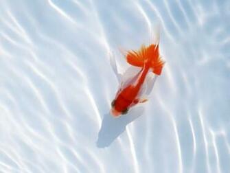 Goldfish Wallpaper