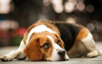 Dog Beagle Each Wallpaper Photos Pictures