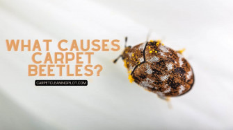 What Causes Carpet Beetles At Janis Clayson Wallpaper